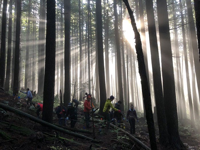 Rays of light shine through tall, slender trees, as a group of people in hiking gear tend to the trail below.