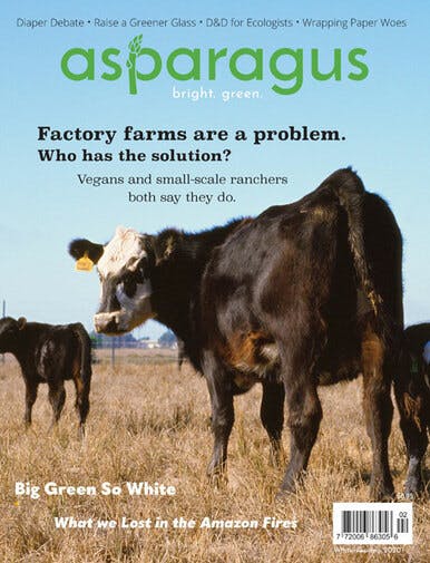 The Winter/Spring 2020 cover of Asparagus Magazine. It features a black cow with white face spots grazing on dry grass.