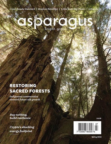 The Spring 2022 cover of Asparagus Magazine. It features a photo of a light soaked old-growth forest canopy.