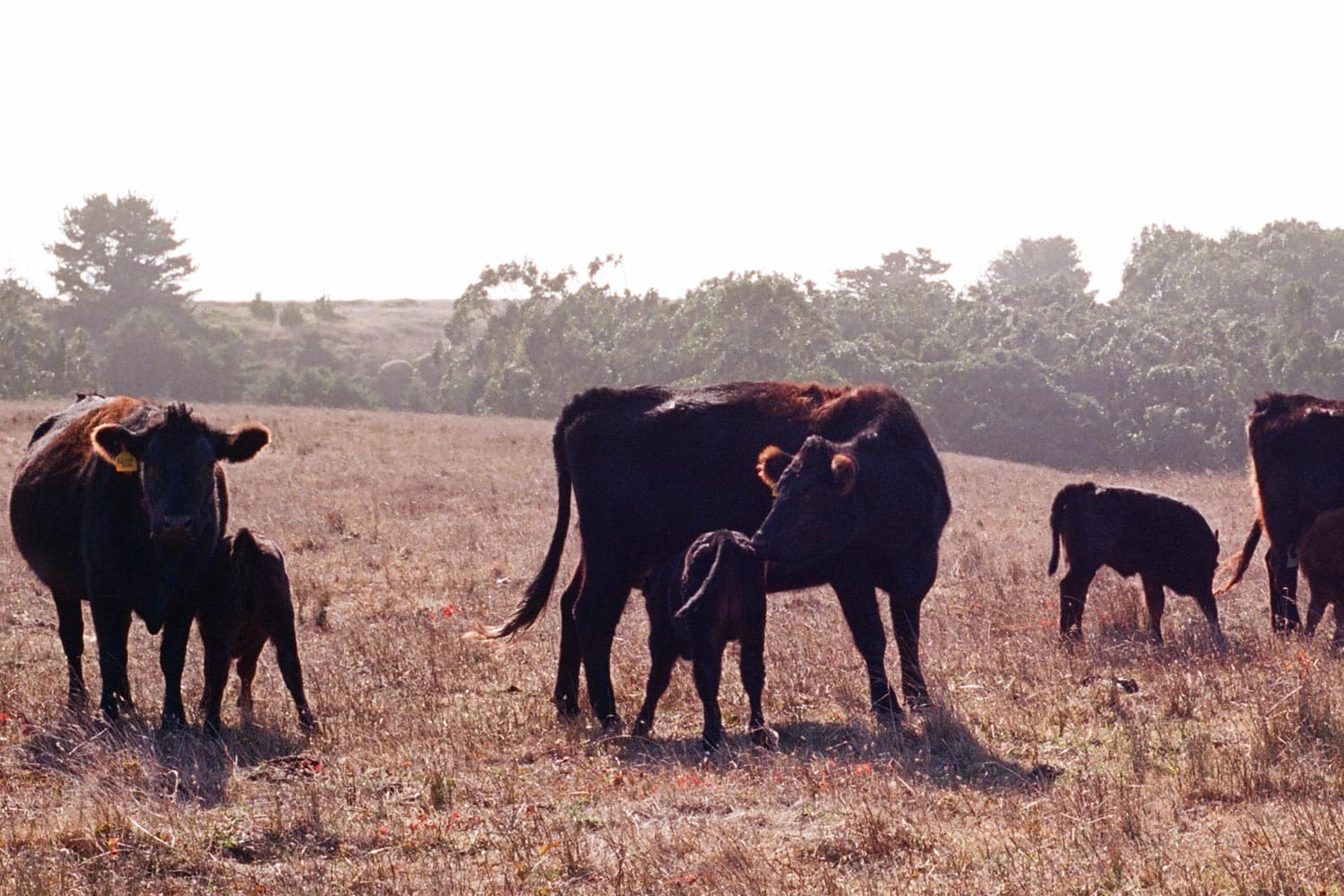 3 cows and 3 calves grazing on a pasture covered in dry-looking golden grass.