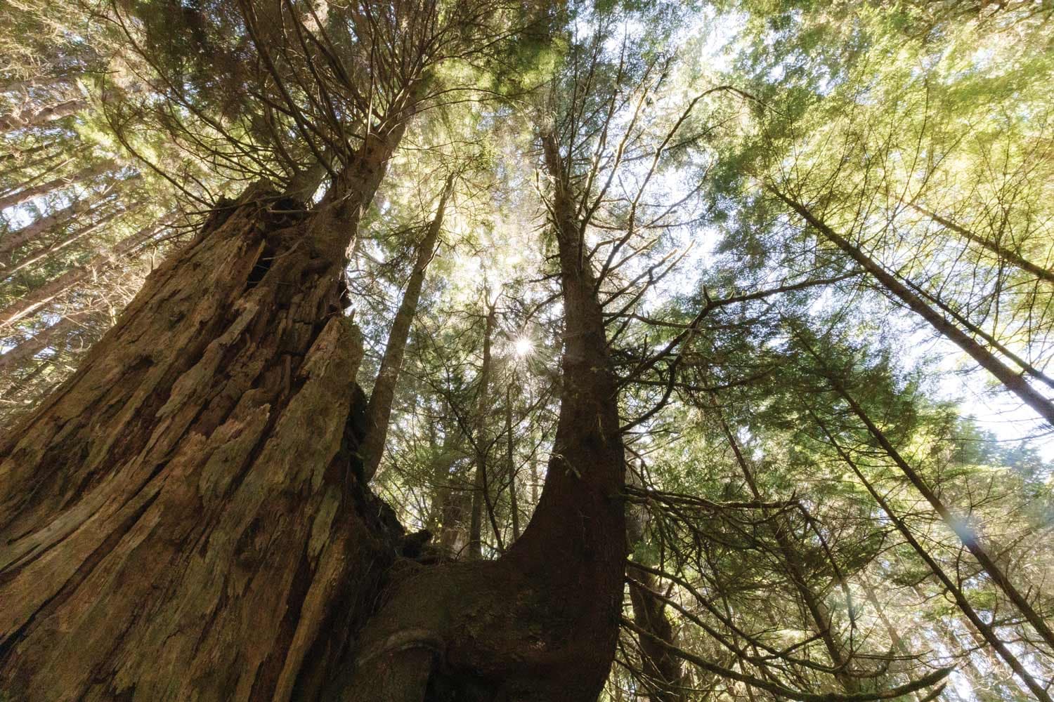 Golden light rays shine through the dense, green canopy of an old growth forest on Vancouver Island.