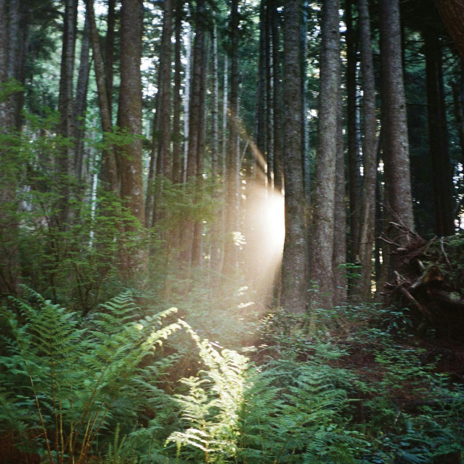 A burst of bright sunlight shines out between conifer trunks in a west coast rainforest, illuminating some bright green bracken ferns