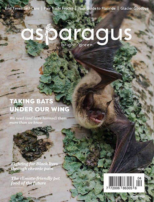Cover of Asparagus Magazine's Winter 2021 issue, depicting a little brown bat taking flight from the trunk of a birch tree with bright turquoise lichen growing on its pale grey bark. With the main text reading "Taking Bats Under Our Wing"