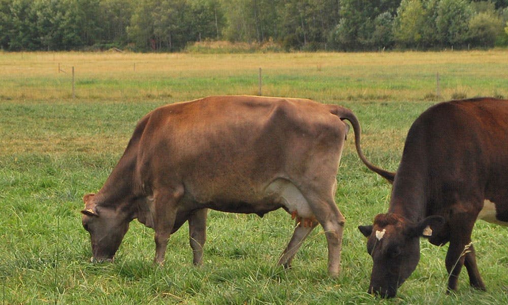 Two brown cows graze on a vast grassy field.