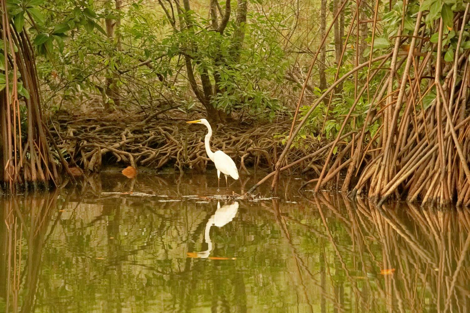 A large, long-necked white bird with a yellow beak wades through murky water in a mangrove forest.