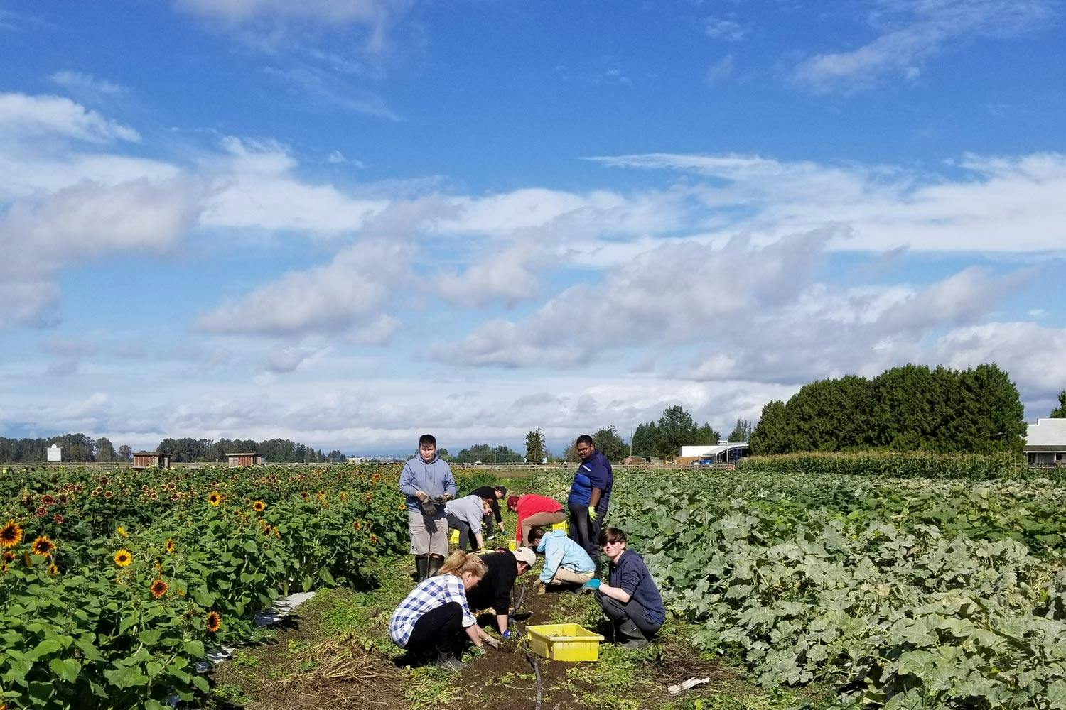 A group of students tend to the soil in the middle of a sunflower field, under a blue sky with clouds.