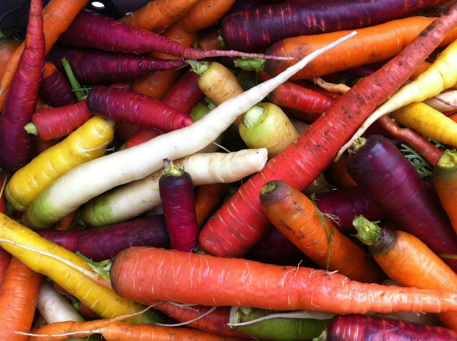 A beautiful mix of carrots, with colors ranging from deep purples to earthy yellow, is grown from open-source pledged seeds.
